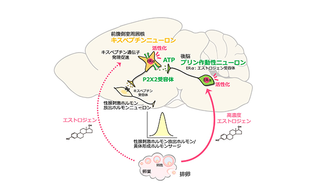 世界初！哺乳類の排卵を引き起こす脳内の仕組みを解明